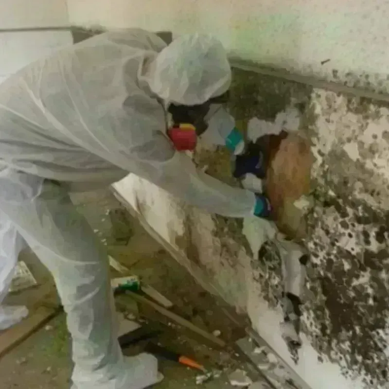 Mold Remediation and Removal in Lakeway, TX